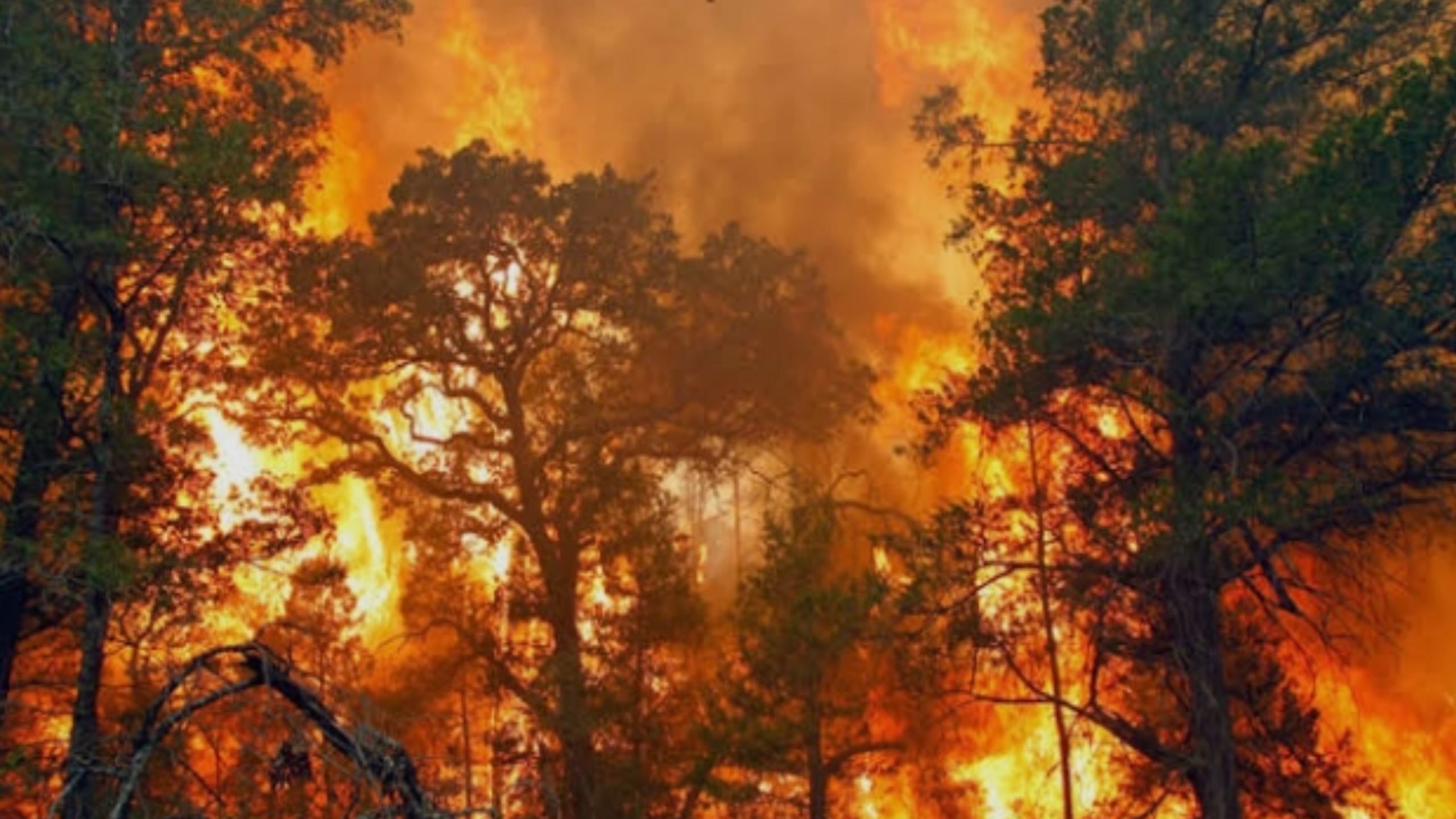 KEBAKARAN HUTAN AKAN LANJUT SAMPAI NOVEMBER
